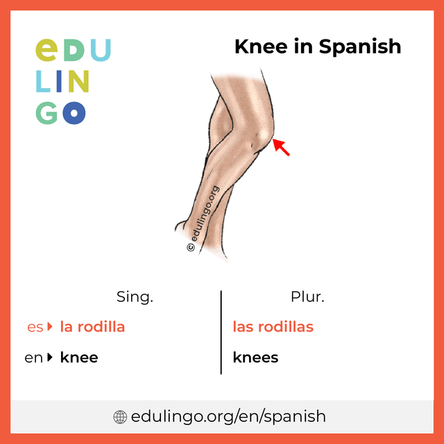 Knee in Spanish vocabulary picture with singular and plural for download and printing