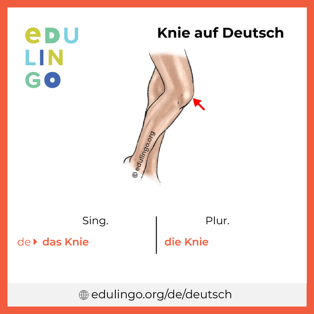 Knie auf Deutsch Vokabelbild mit Singular und Plural zum Herunterladen und Ausdrucken