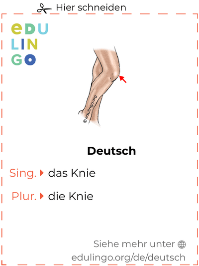 Knie auf Deutsch Vokabelkartei zum Ausdrucken, Üben und Lernen