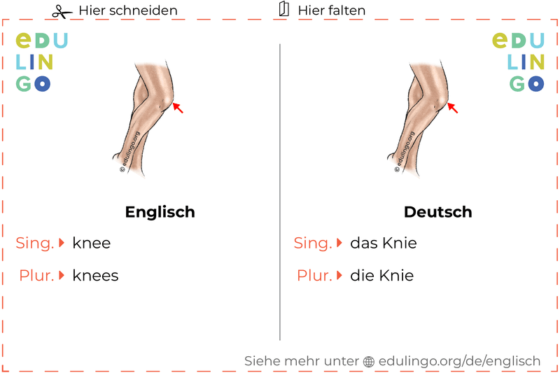 Knie auf Englisch Vokabelkartei zum Ausdrucken, Üben und Lernen