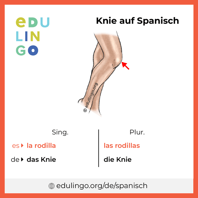 Knie auf Spanisch Vokabelbild mit Singular und Plural zum Herunterladen und Ausdrucken