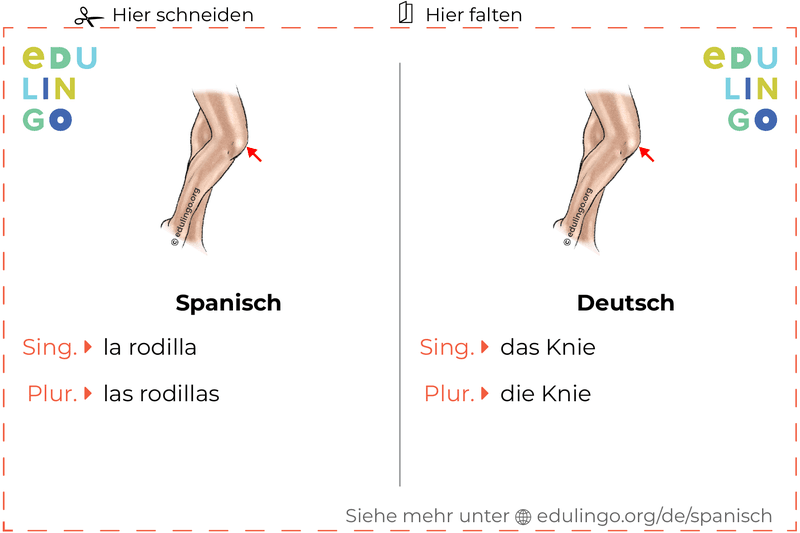 Knie auf Spanisch Vokabelkartei zum Ausdrucken, Üben und Lernen
