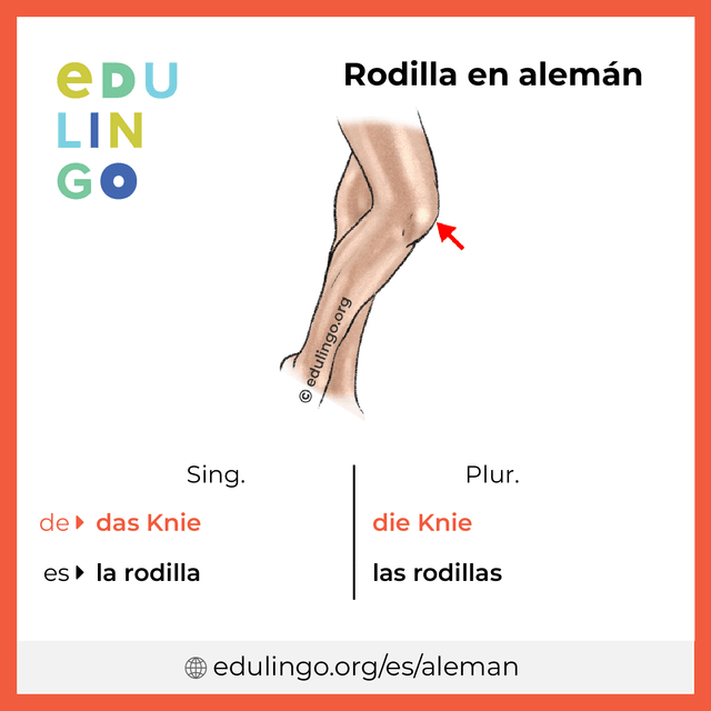 Imagen de vocabulario Rodilla en alemán con singular y plural para descargar e imprimir