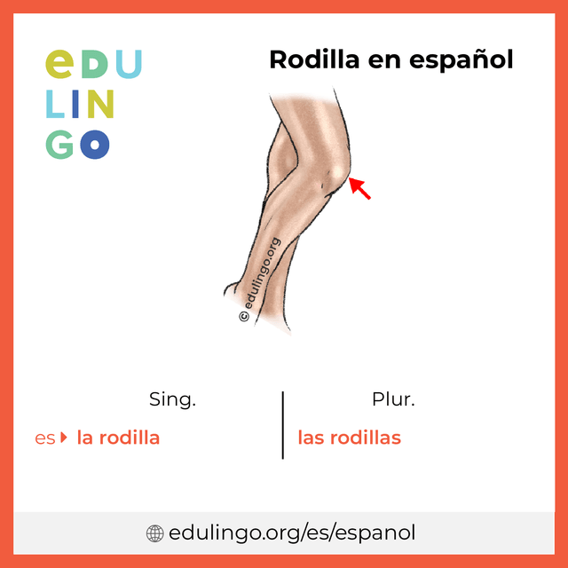 Imagen de vocabulario Rodilla en español con singular y plural para descargar e imprimir