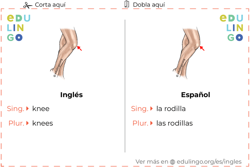 Ficha de Vocabulario Rodilla en inglés para imprimir, practicar y aprender