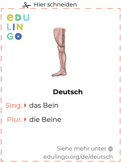 Bein auf Deutsch Vokabelkartei zum Ausdrucken, Üben und Lernen
