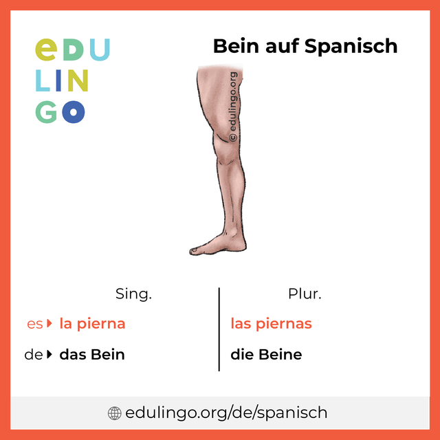 Bein auf Spanisch Vokabelbild mit Singular und Plural zum Herunterladen und Ausdrucken