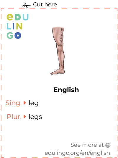 Leg in English vocabulary flashcard for printing, practicing and learning