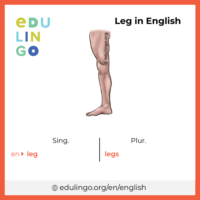 Leg in English vocabulary picture with singular and plural for download and printing