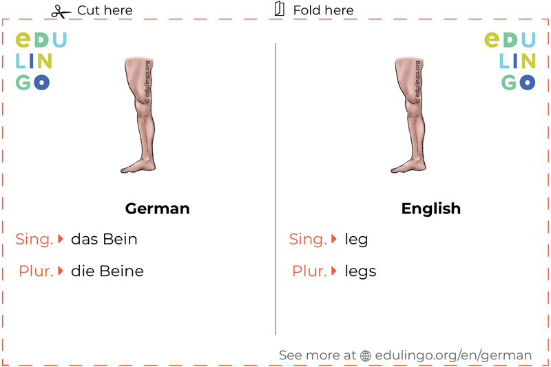 Leg in German vocabulary flashcard for printing, practicing and learning