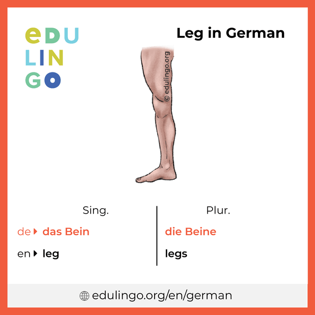 Leg in German vocabulary picture with singular and plural for download and printing