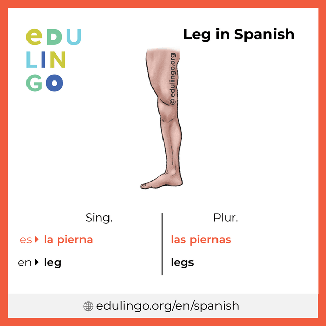 Leg in Spanish vocabulary picture with singular and plural for download and printing