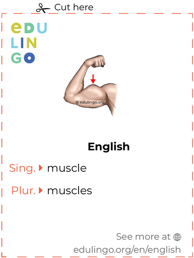 Muscle in English vocabulary flashcard for printing, practicing and learning