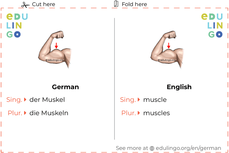 Muscle in German vocabulary flashcard for printing, practicing and learning