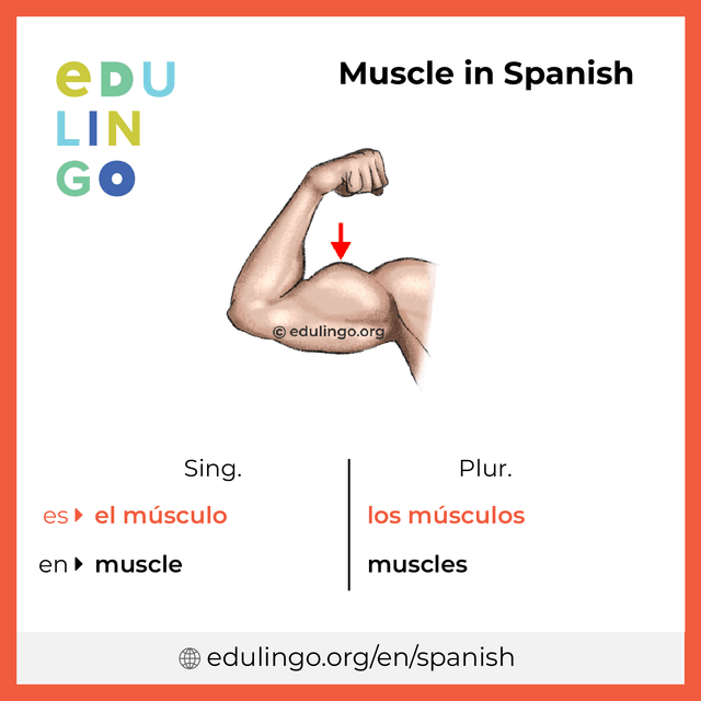 Muscle in Spanish vocabulary picture with singular and plural for download and printing