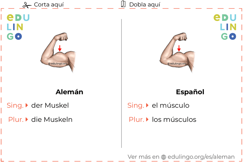 Ficha de Vocabulario Músculo en alemán para imprimir, practicar y aprender