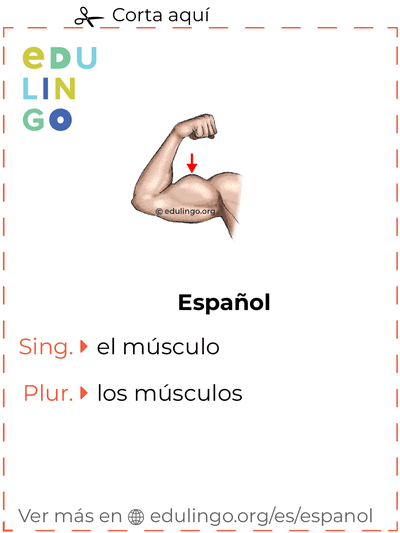 Ficha de Vocabulario Músculo en español para imprimir, practicar y aprender