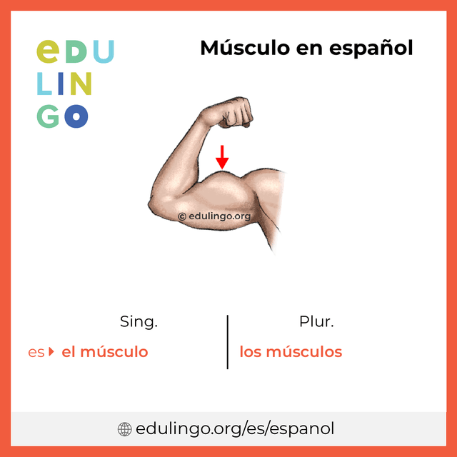 Imagen de vocabulario Músculo en español con singular y plural para descargar e imprimir