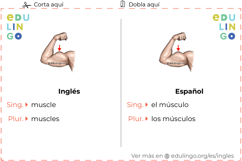 Ficha de Vocabulario Músculo en inglés para imprimir, practicar y aprender