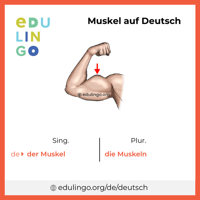 Muskel auf Deutsch Vokabelbild mit Singular und Plural zum Herunterladen und Ausdrucken