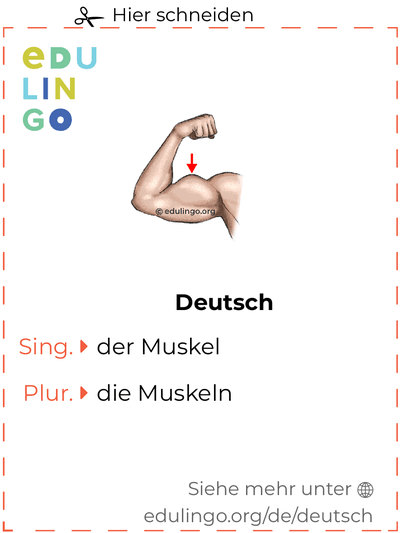 Muskel auf Deutsch Vokabelkartei zum Ausdrucken, Üben und Lernen