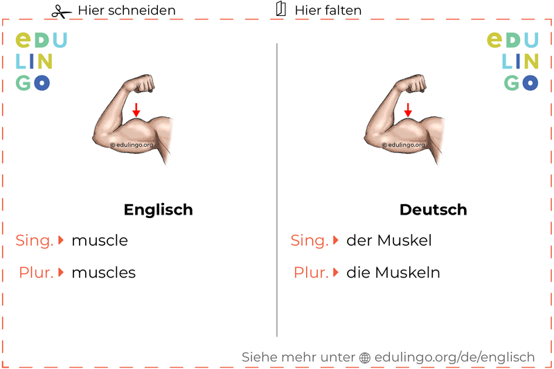 Muskel auf Englisch Vokabelkartei zum Ausdrucken, Üben und Lernen
