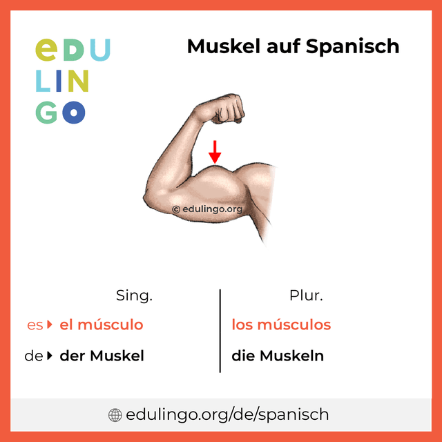 Muskel auf Spanisch Vokabelbild mit Singular und Plural zum Herunterladen und Ausdrucken