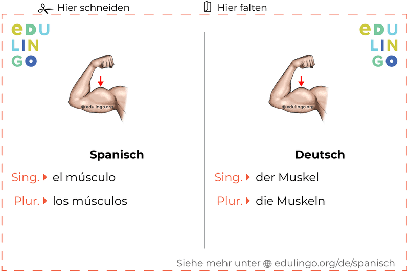 Muskel auf Spanisch Vokabelkartei zum Ausdrucken, Üben und Lernen