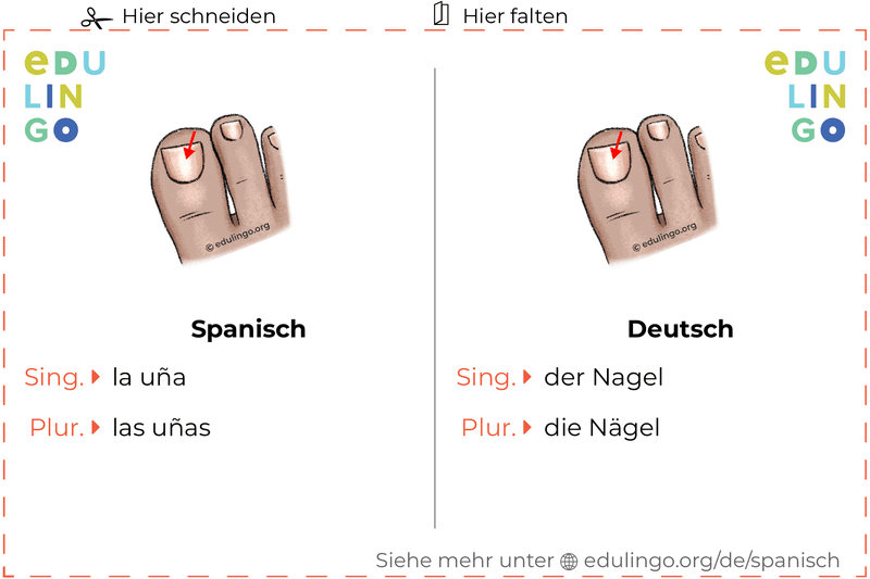 Nagel auf Spanisch Vokabelkartei zum Ausdrucken, Üben und Lernen