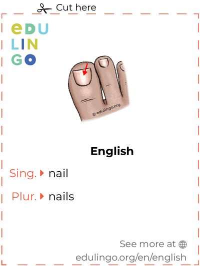 Nail in English vocabulary flashcard for printing, practicing and learning