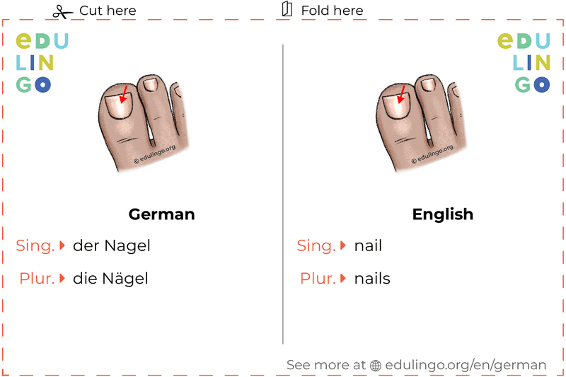 Nail in German vocabulary flashcard for printing, practicing and learning