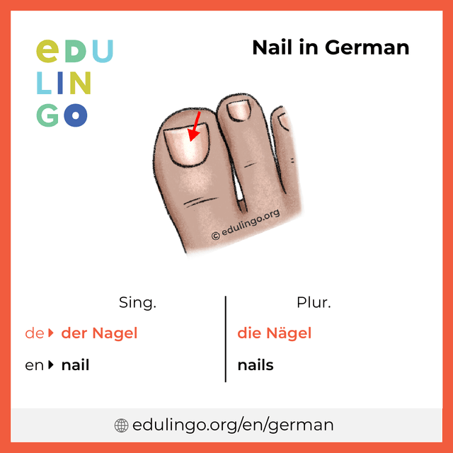 Nail in German vocabulary picture with singular and plural for download and printing