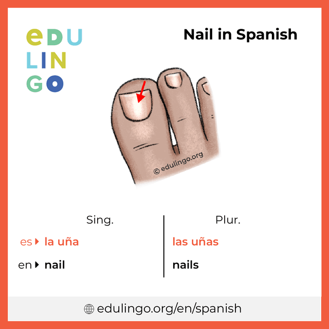 Nail in Spanish vocabulary picture with singular and plural for download and printing