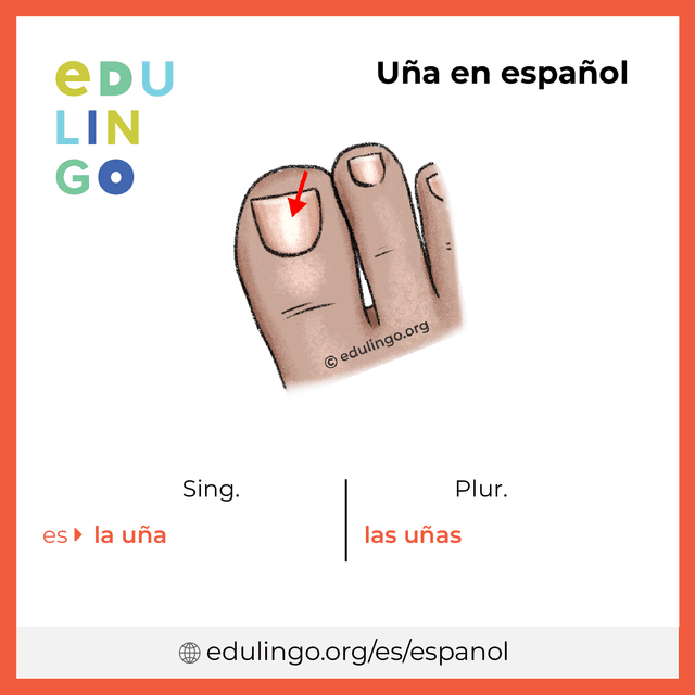 Imagen de vocabulario Uña en español con singular y plural para descargar e imprimir