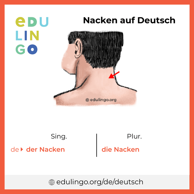 Nacken auf Deutsch Vokabelbild mit Singular und Plural zum Herunterladen und Ausdrucken