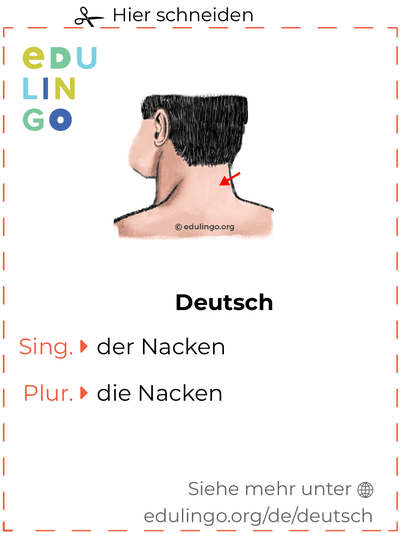 Nacken auf Deutsch Vokabelkartei zum Ausdrucken, Üben und Lernen