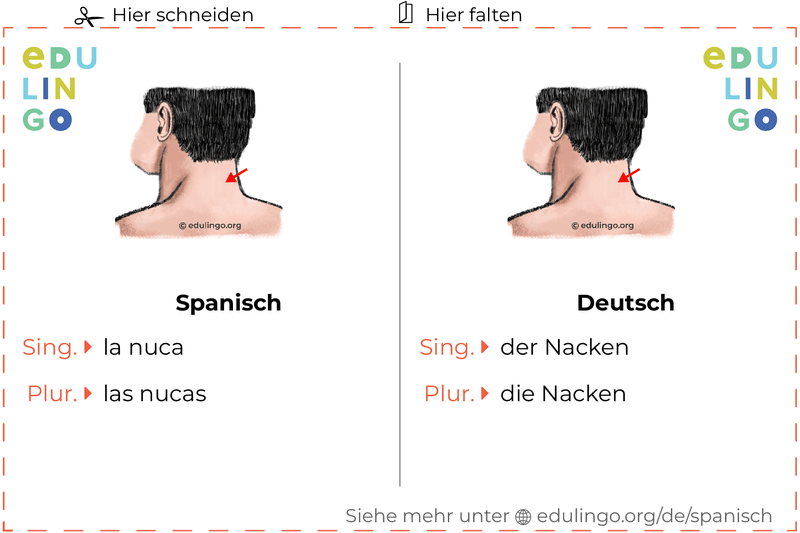 Nacken auf Spanisch Vokabelkartei zum Ausdrucken, Üben und Lernen