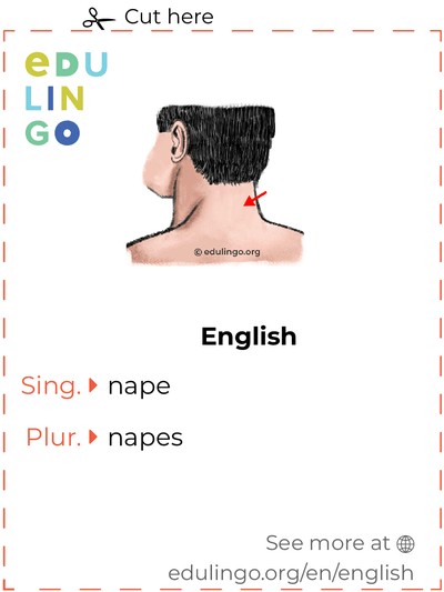 Nape in English vocabulary flashcard for printing, practicing and learning