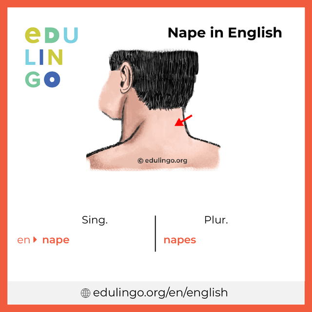 Nape in English vocabulary picture with singular and plural for download and printing