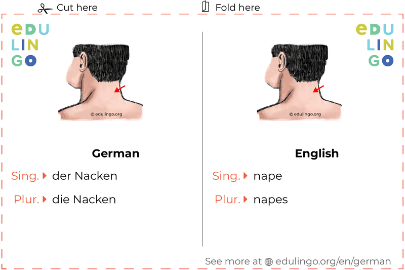 Nape in German vocabulary flashcard for printing, practicing and learning