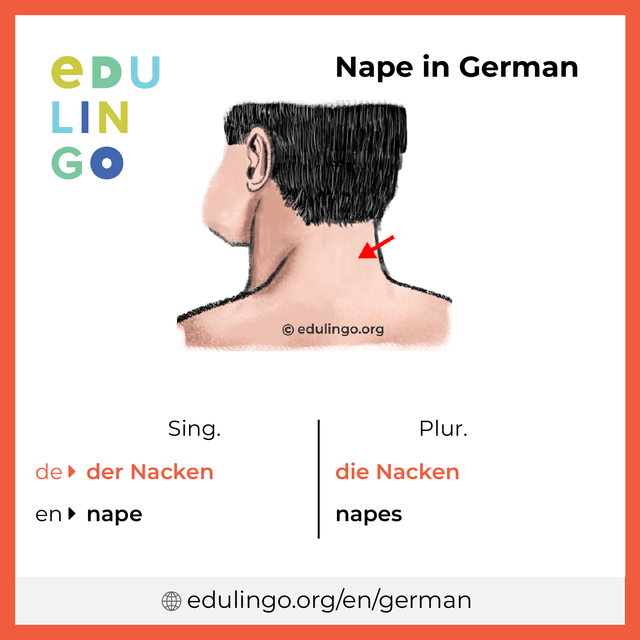 Nape in German vocabulary picture with singular and plural for download and printing