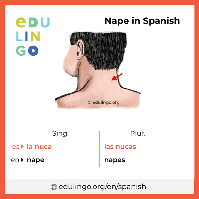 Nape in Spanish vocabulary picture with singular and plural for download and printing
