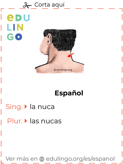 Ficha de Vocabulario Nuca en español para imprimir, practicar y aprender
