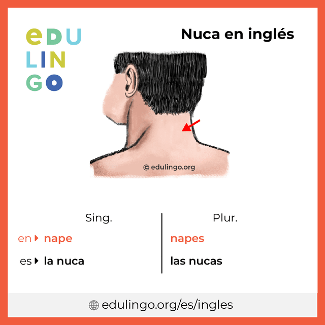 Imagen de vocabulario Nuca en inglés con singular y plural para descargar e imprimir