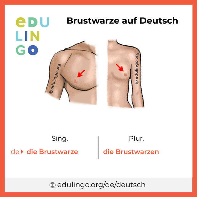 Brustwarze auf Deutsch Vokabelbild mit Singular und Plural zum Herunterladen und Ausdrucken