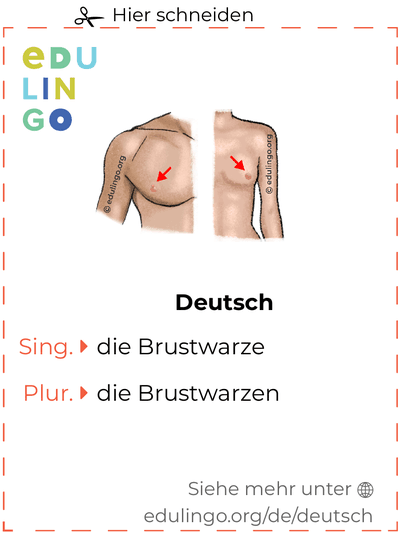 Brustwarze auf Deutsch Vokabelkartei zum Ausdrucken, Üben und Lernen