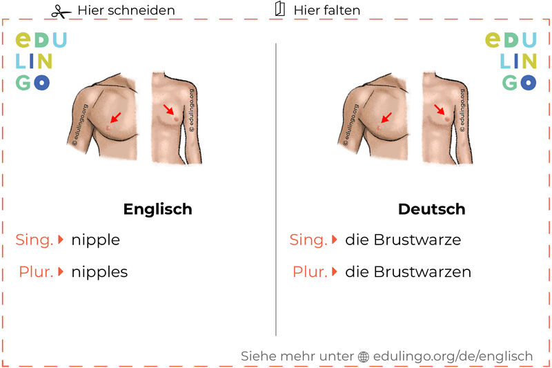 Brustwarze auf Englisch Vokabelkartei zum Ausdrucken, Üben und Lernen