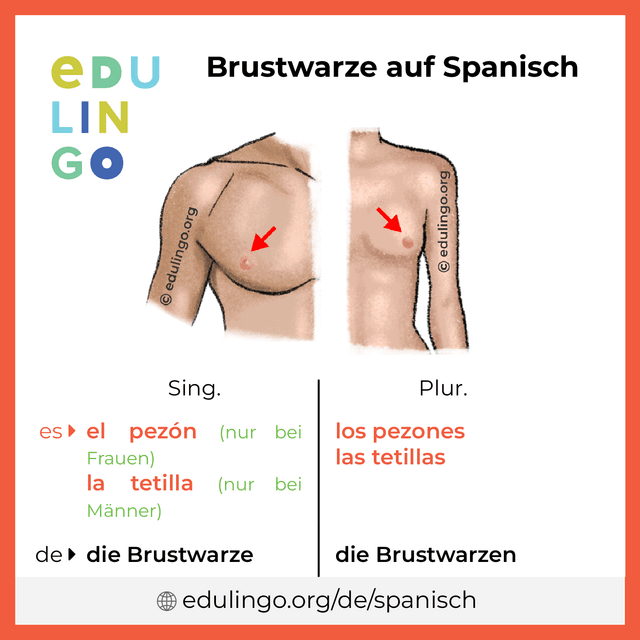 Brustwarze auf Spanisch Vokabelbild mit Singular und Plural zum Herunterladen und Ausdrucken