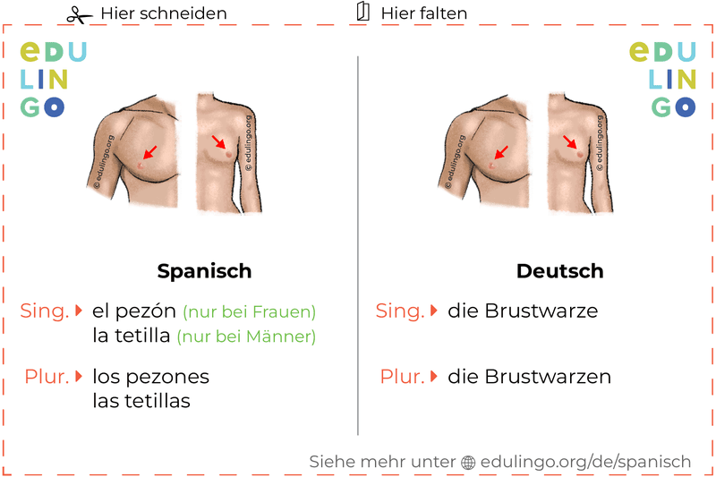 Brustwarze auf Spanisch Vokabelkartei zum Ausdrucken, Üben und Lernen