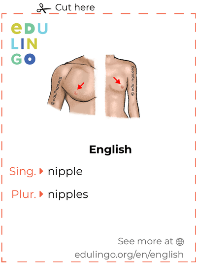 Nipple in English vocabulary flashcard for printing, practicing and learning